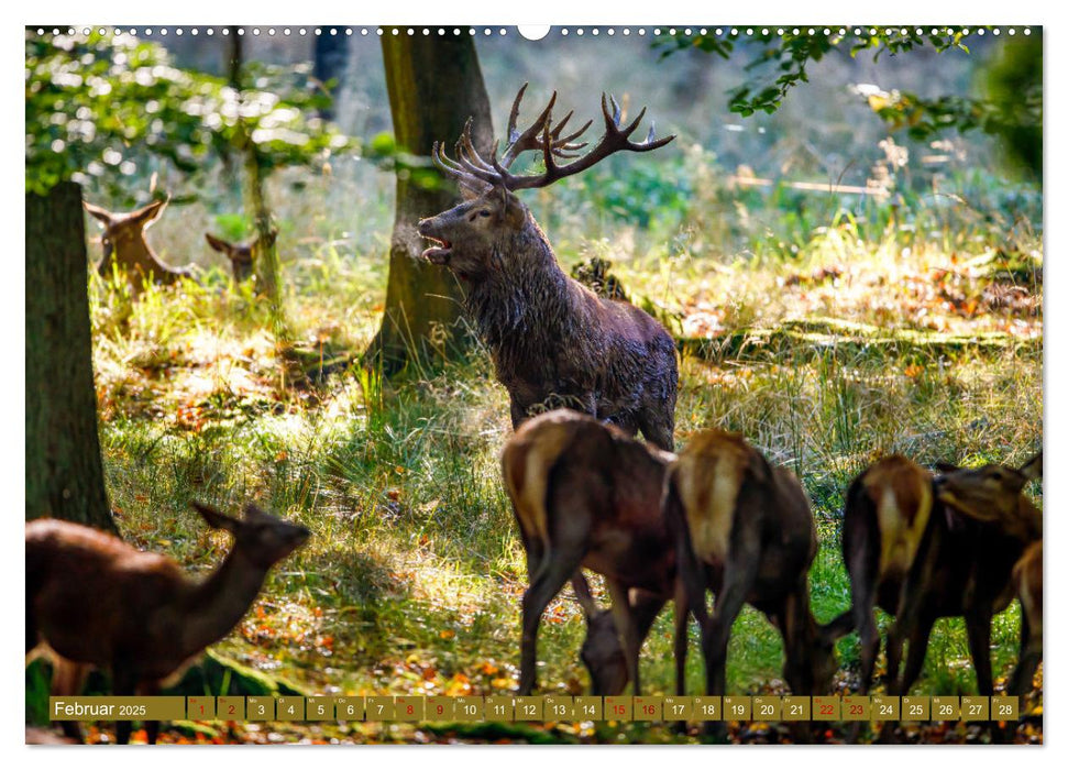 Die Brunft der Hirsche (CALVENDO Premium Wandkalender 2025)