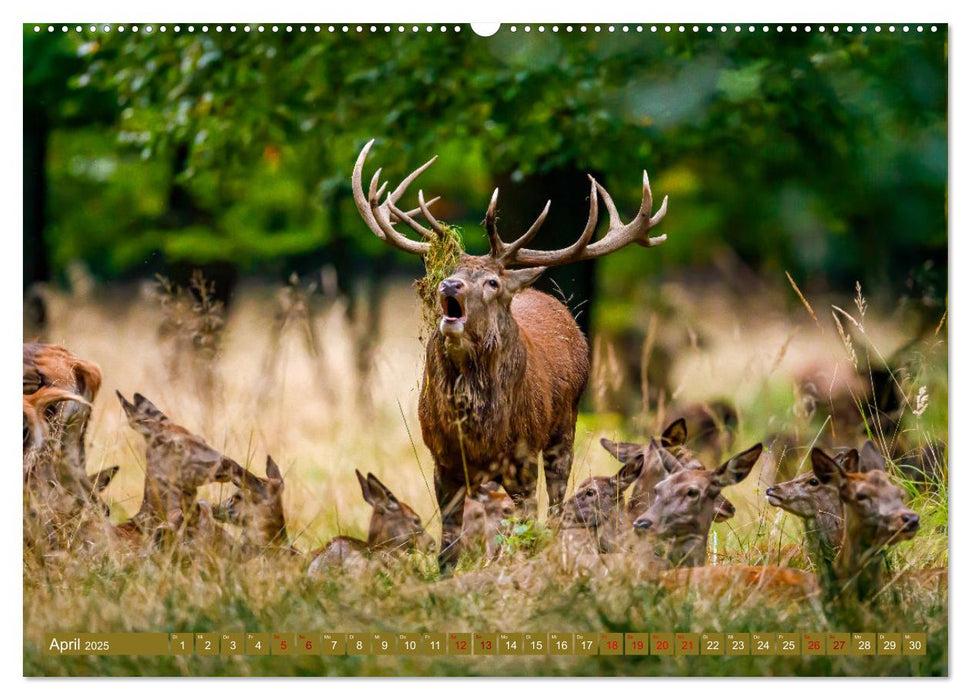 Die Brunft der Hirsche (CALVENDO Premium Wandkalender 2025)