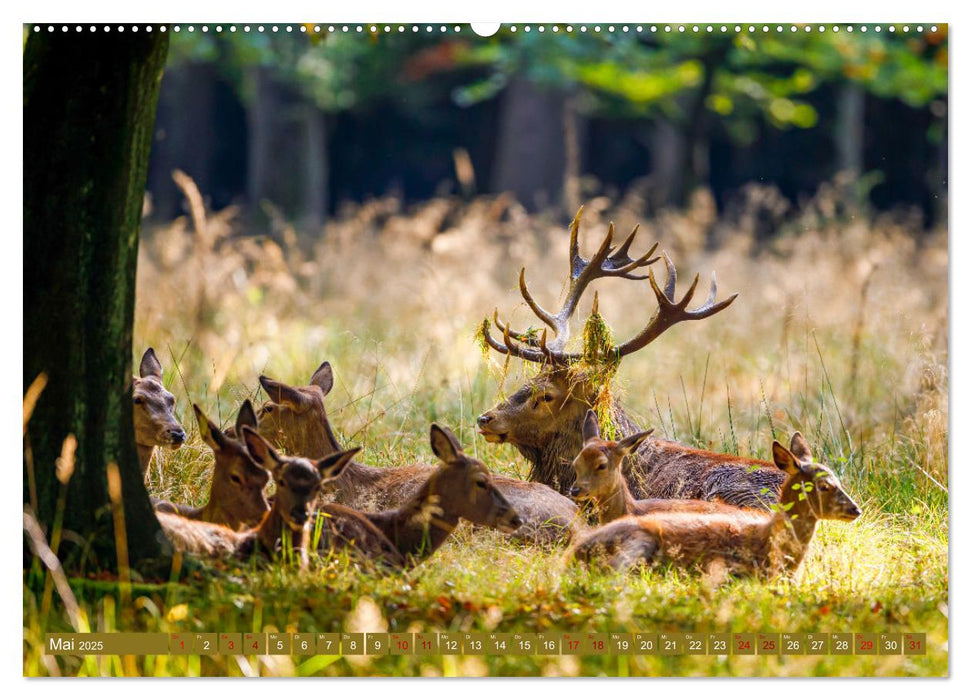 Die Brunft der Hirsche (CALVENDO Premium Wandkalender 2025)