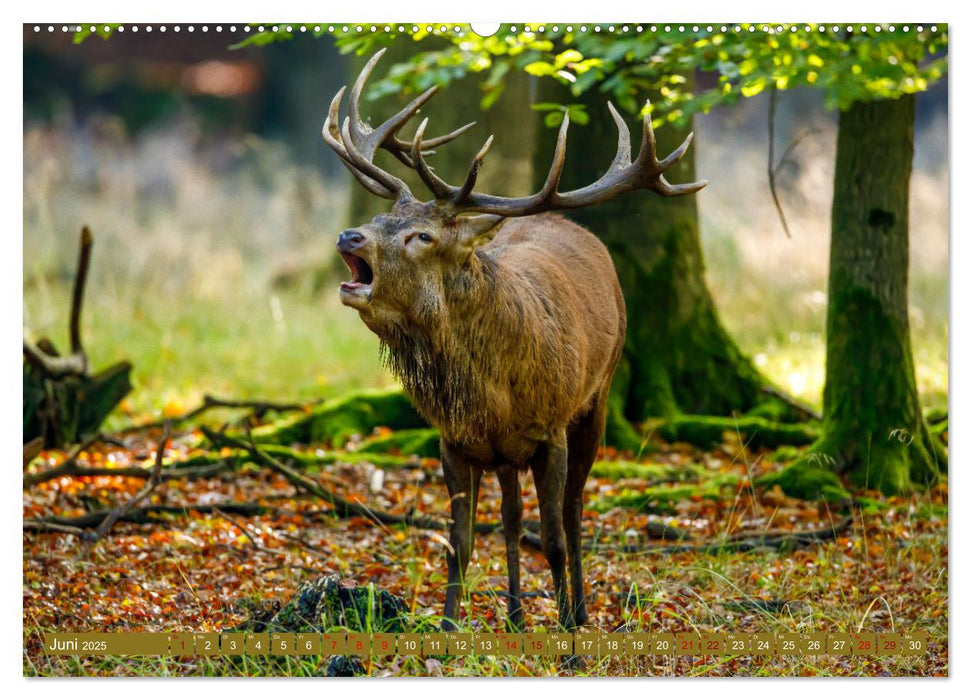 Die Brunft der Hirsche (CALVENDO Premium Wandkalender 2025)