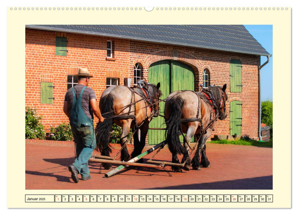 Arbeitspferde - Alltag des belgischen Kaltbluts (CALVENDO Premium Wandkalender 2025)