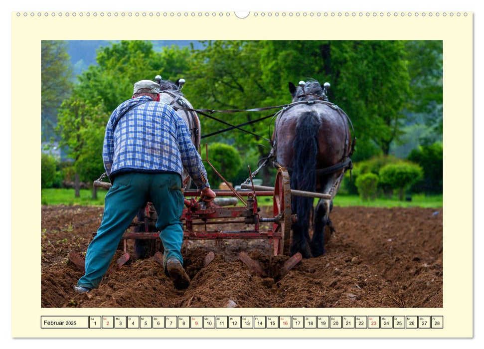 Arbeitspferde - Alltag des belgischen Kaltbluts (CALVENDO Premium Wandkalender 2025)