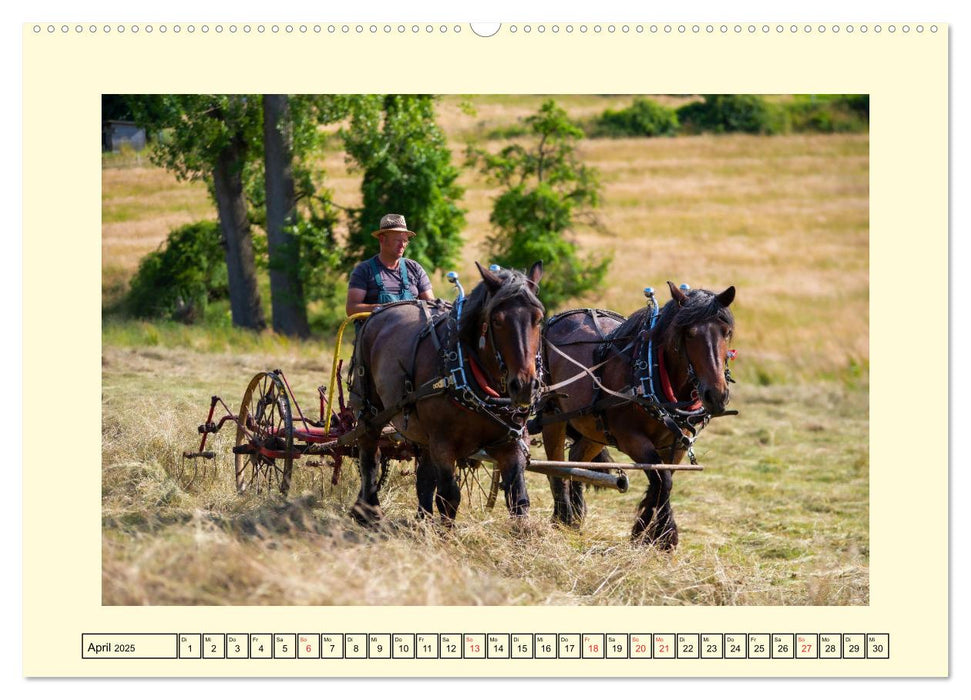 Arbeitspferde - Alltag des belgischen Kaltbluts (CALVENDO Premium Wandkalender 2025)