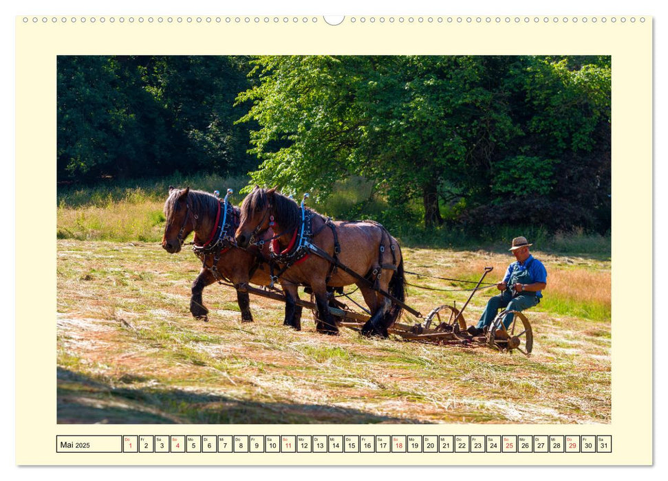 Arbeitspferde - Alltag des belgischen Kaltbluts (CALVENDO Premium Wandkalender 2025)