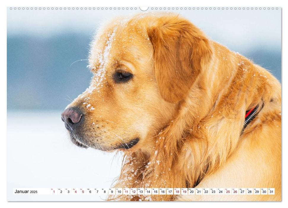 Golden Retriever - Ein Freund auf vier Pfoten (CALVENDO Premium Wandkalender 2025)