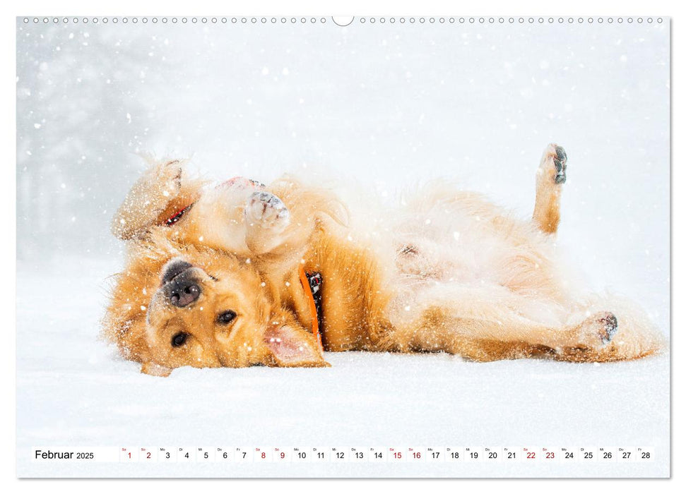 Golden Retriever - Ein Freund auf vier Pfoten (CALVENDO Premium Wandkalender 2025)