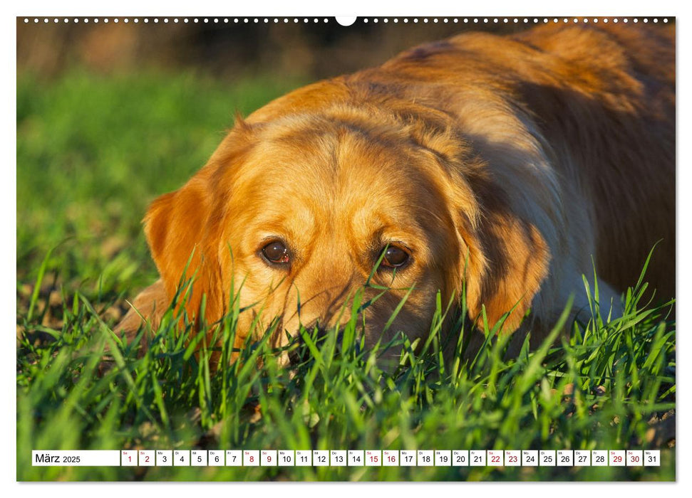 Golden Retriever - Ein Freund auf vier Pfoten (CALVENDO Premium Wandkalender 2025)