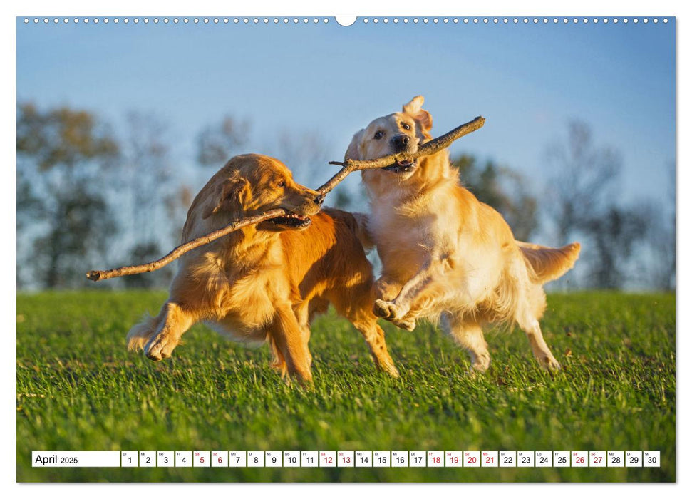 Golden Retriever - Ein Freund auf vier Pfoten (CALVENDO Premium Wandkalender 2025)