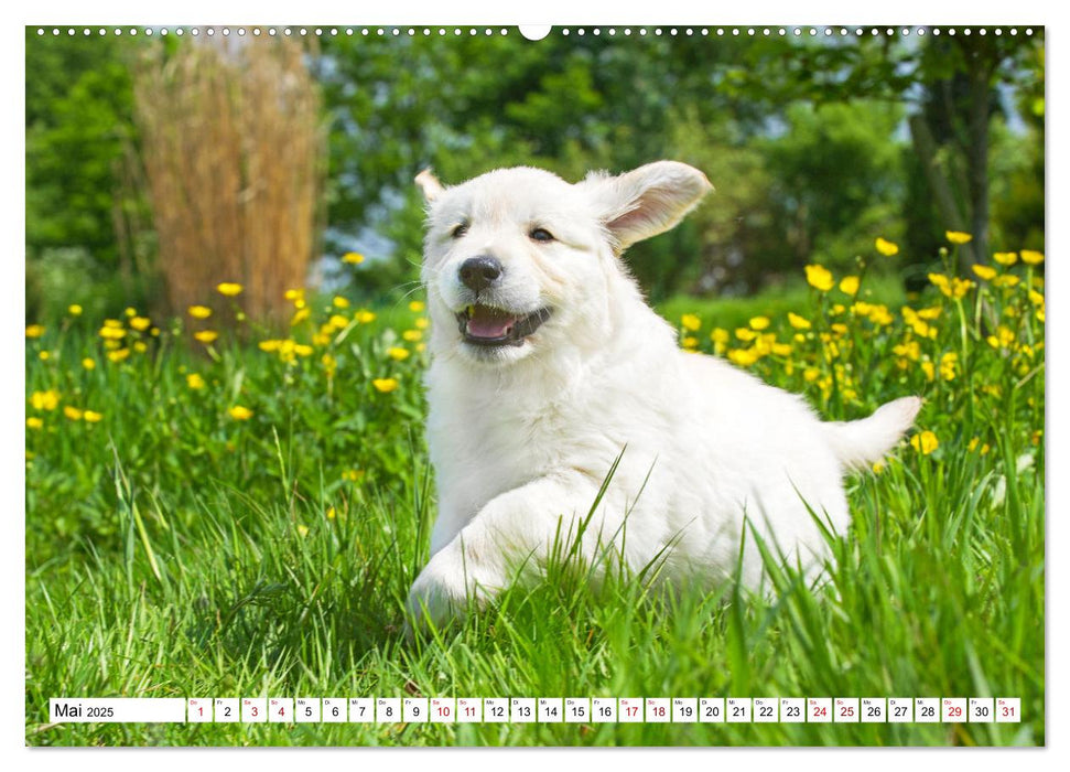 Golden Retriever - Ein Freund auf vier Pfoten (CALVENDO Premium Wandkalender 2025)