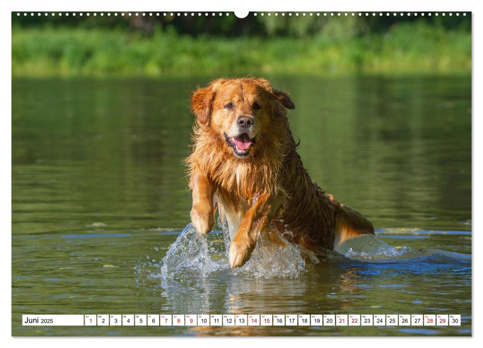 Golden Retriever - Ein Freund auf vier Pfoten (CALVENDO Premium Wandkalender 2025)