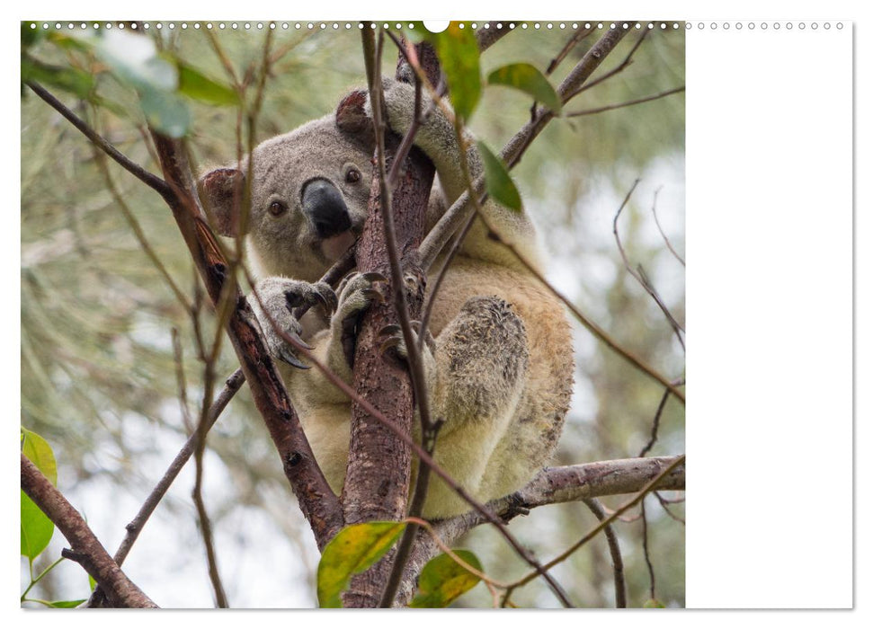 Die einzigartige Tierwelt von Australien (CALVENDO Wandkalender 2025)