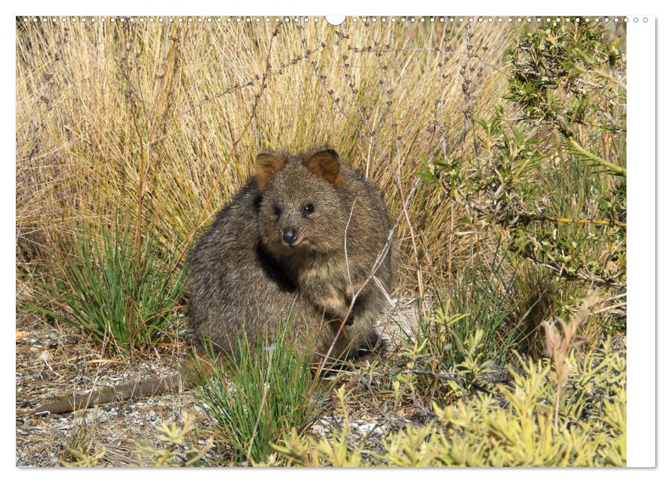 Die einzigartige Tierwelt von Australien (CALVENDO Wandkalender 2025)