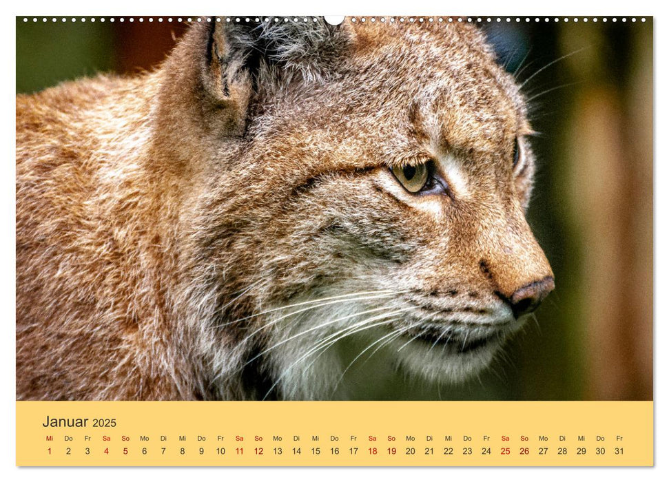 Der Luchs - Begegnungen mit einer Raubkatze (CALVENDO Premium Wandkalender 2025)