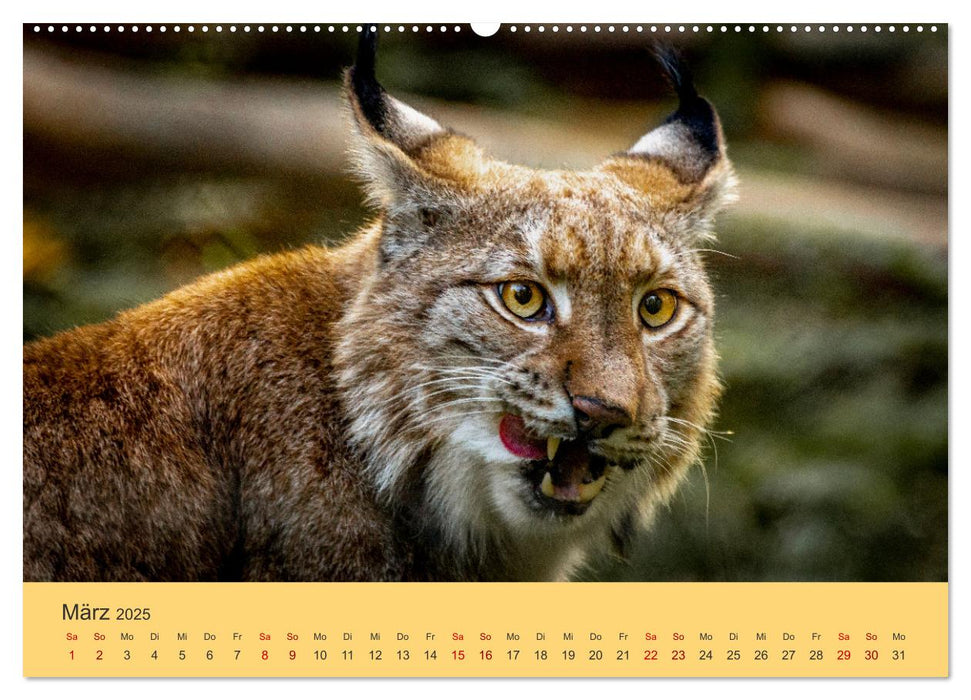 Der Luchs - Begegnungen mit einer Raubkatze (CALVENDO Premium Wandkalender 2025)