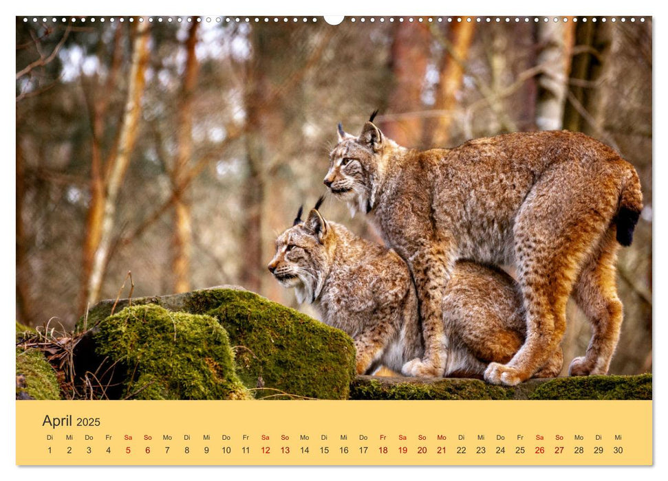 Der Luchs - Begegnungen mit einer Raubkatze (CALVENDO Premium Wandkalender 2025)