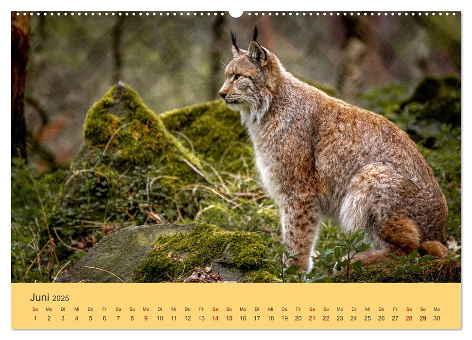 Der Luchs - Begegnungen mit einer Raubkatze (CALVENDO Premium Wandkalender 2025)