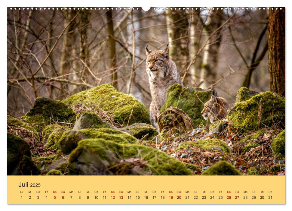 Der Luchs - Begegnungen mit einer Raubkatze (CALVENDO Premium Wandkalender 2025)