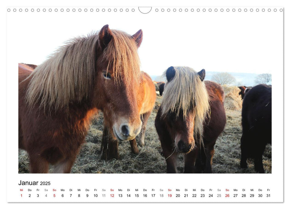 Bauernhoftiere hautnah (CALVENDO Wandkalender 2025)