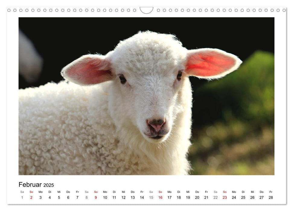 Bauernhoftiere hautnah (CALVENDO Wandkalender 2025)