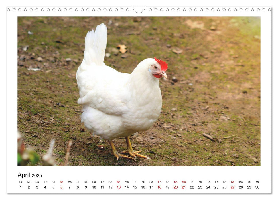 Bauernhoftiere hautnah (CALVENDO Wandkalender 2025)