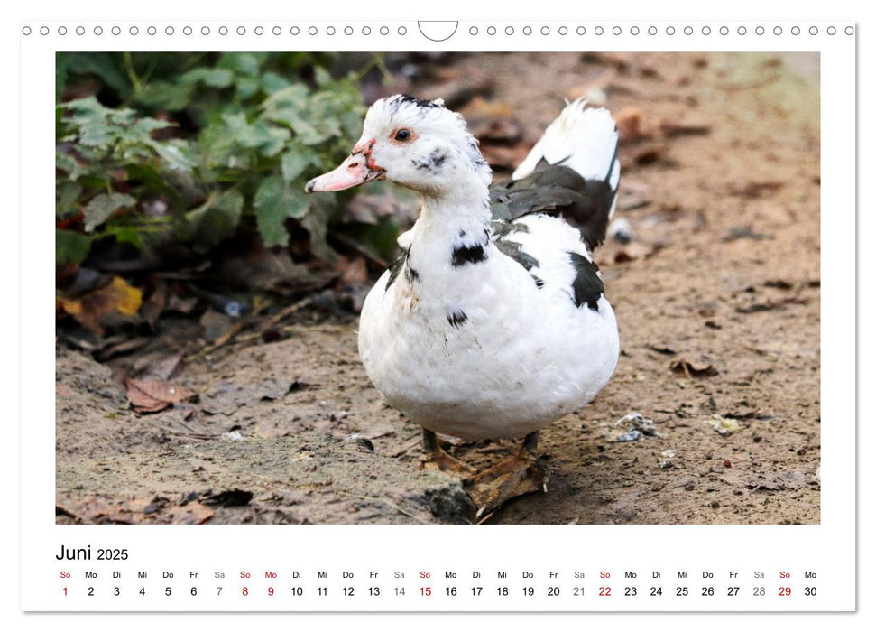 Bauernhoftiere hautnah (CALVENDO Wandkalender 2025)