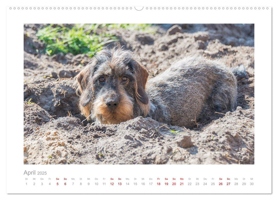 Dackelblicke - ein bezaubernder Rauhaardackel (CALVENDO Premium Wandkalender 2025)