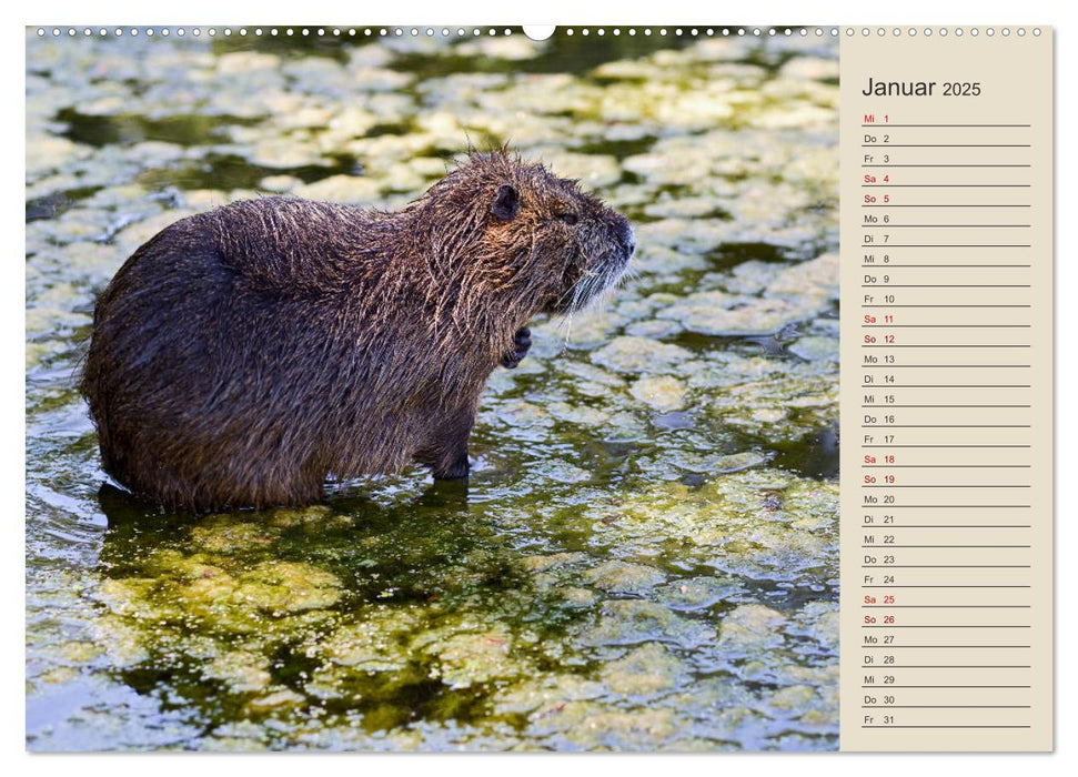 NUTRIAS - Die Stars der Bonner Rheinaue (CALVENDO Premium Wandkalender 2025)