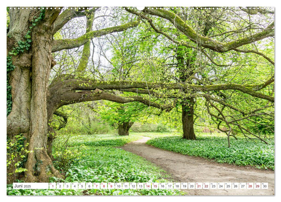 Die Kraft der Bäume (CALVENDO Wandkalender 2025)