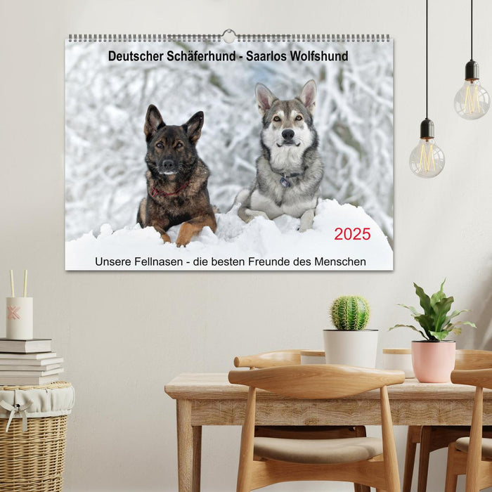 Schäferhund - Saarlos Wolfshund (CALVENDO Wandkalender 2025)