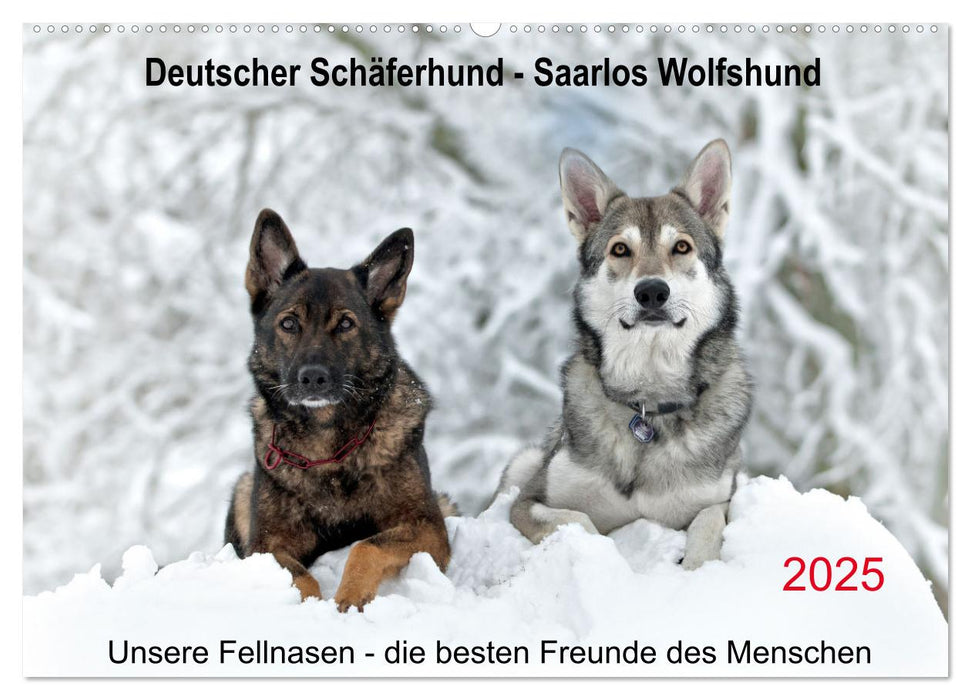 Schäferhund - Saarlos Wolfshund (CALVENDO Wandkalender 2025)