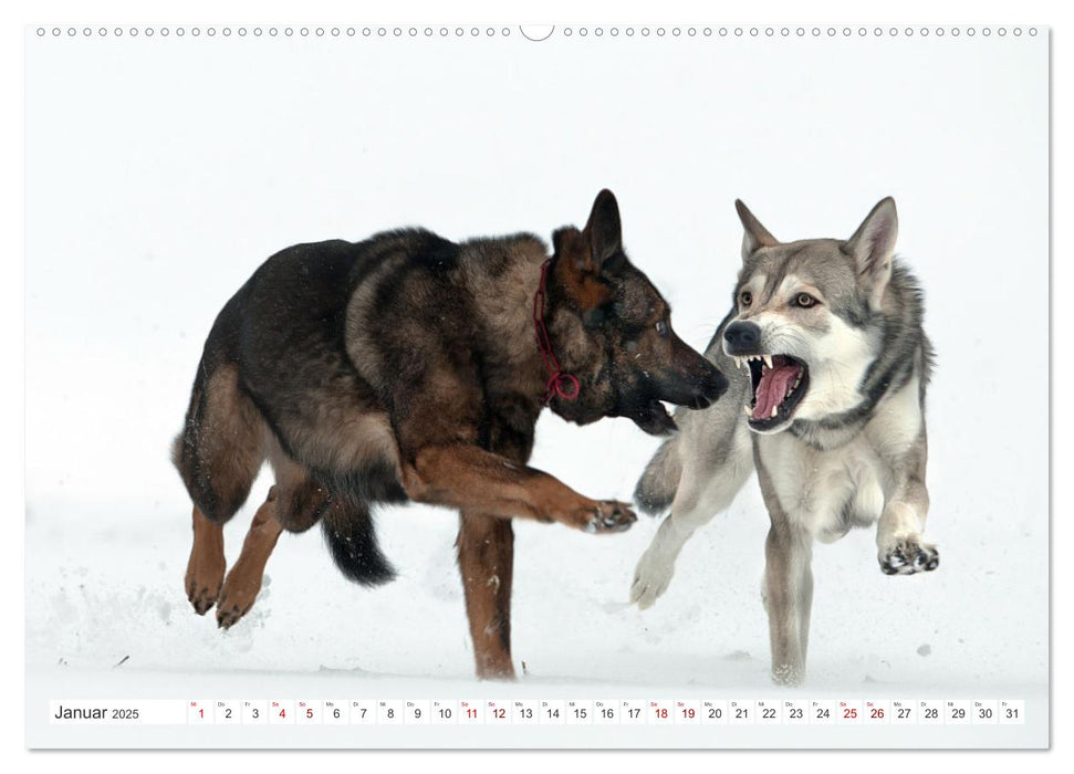 Schäferhund - Saarlos Wolfshund (CALVENDO Wandkalender 2025)