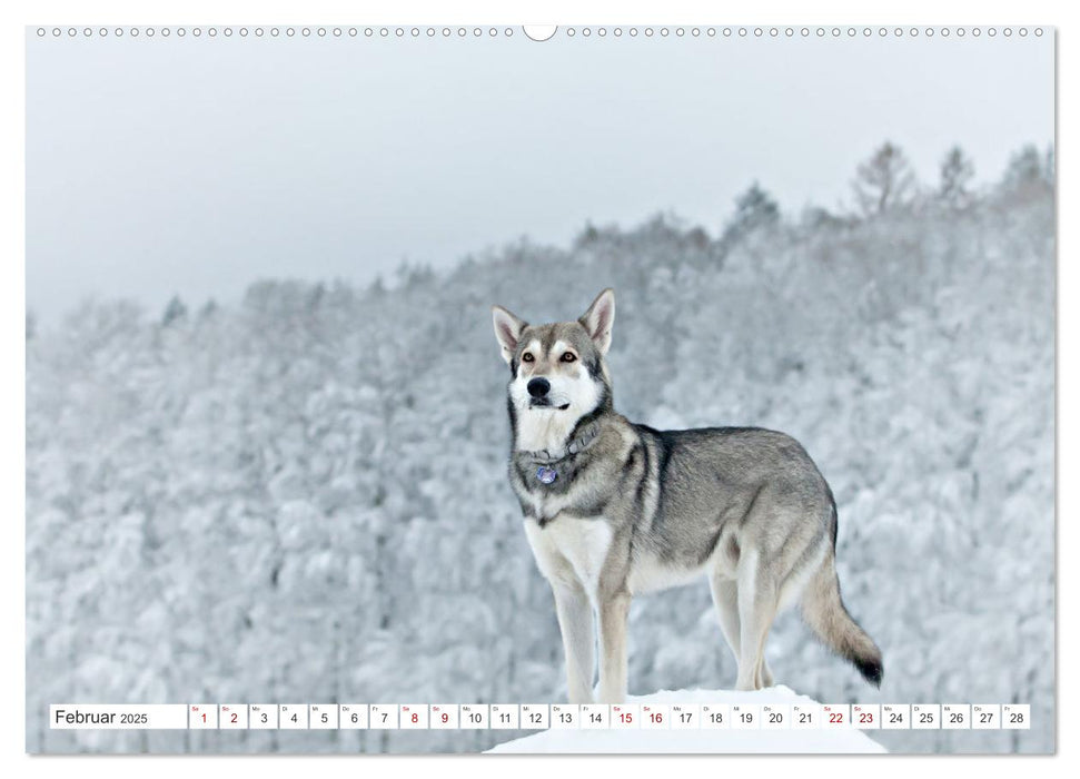 Schäferhund - Saarlos Wolfshund (CALVENDO Wandkalender 2025)