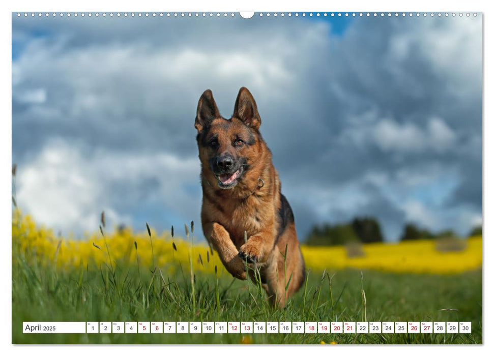 Schäferhund - Saarlos Wolfshund (CALVENDO Wandkalender 2025)