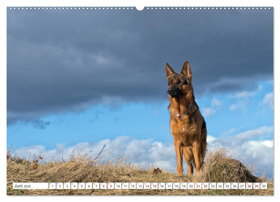 Schäferhund - Saarlos Wolfshund (CALVENDO Wandkalender 2025)