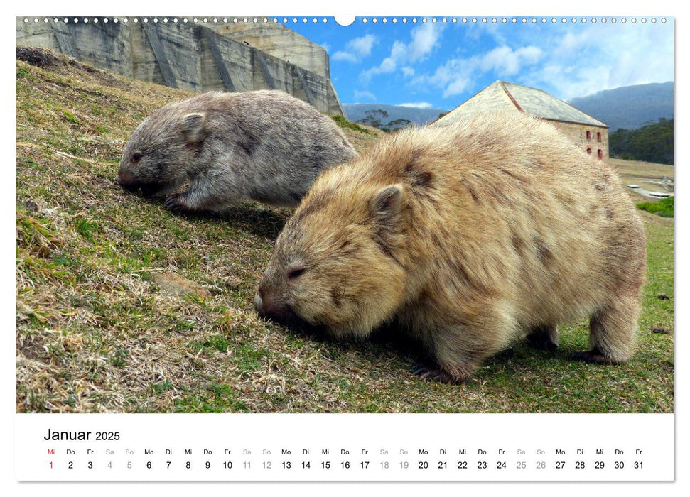 Bilder aus aller Welt (CALVENDO Wandkalender 2025)