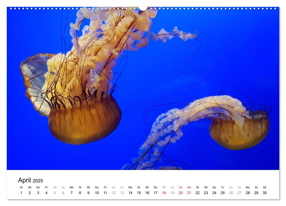 Bilder aus aller Welt (CALVENDO Wandkalender 2025)