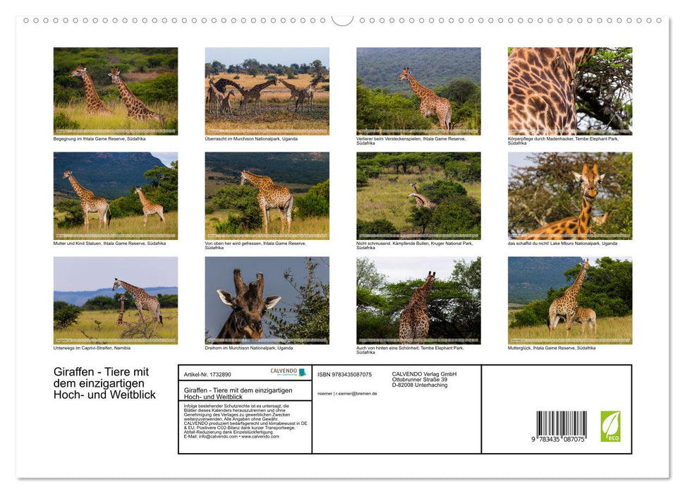 Giraffen - Tiere mit dem einzigartigen Hoch- und Weitblick (CALVENDO Premium Wandkalender 2025)