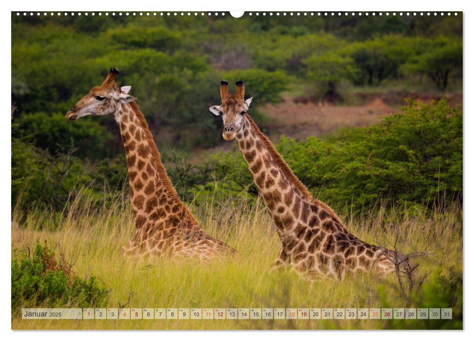 Giraffen - Tiere mit dem einzigartigen Hoch- und Weitblick (CALVENDO Premium Wandkalender 2025)