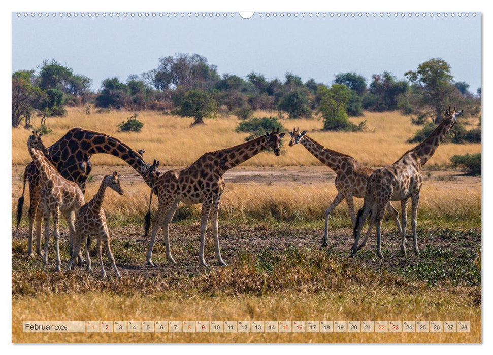 Giraffen - Tiere mit dem einzigartigen Hoch- und Weitblick (CALVENDO Premium Wandkalender 2025)