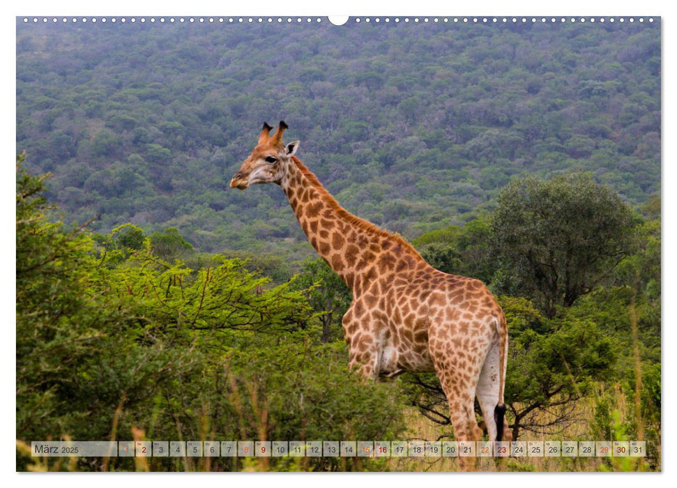 Giraffen - Tiere mit dem einzigartigen Hoch- und Weitblick (CALVENDO Premium Wandkalender 2025)