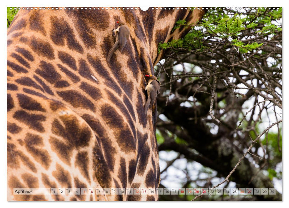 Giraffen - Tiere mit dem einzigartigen Hoch- und Weitblick (CALVENDO Premium Wandkalender 2025)