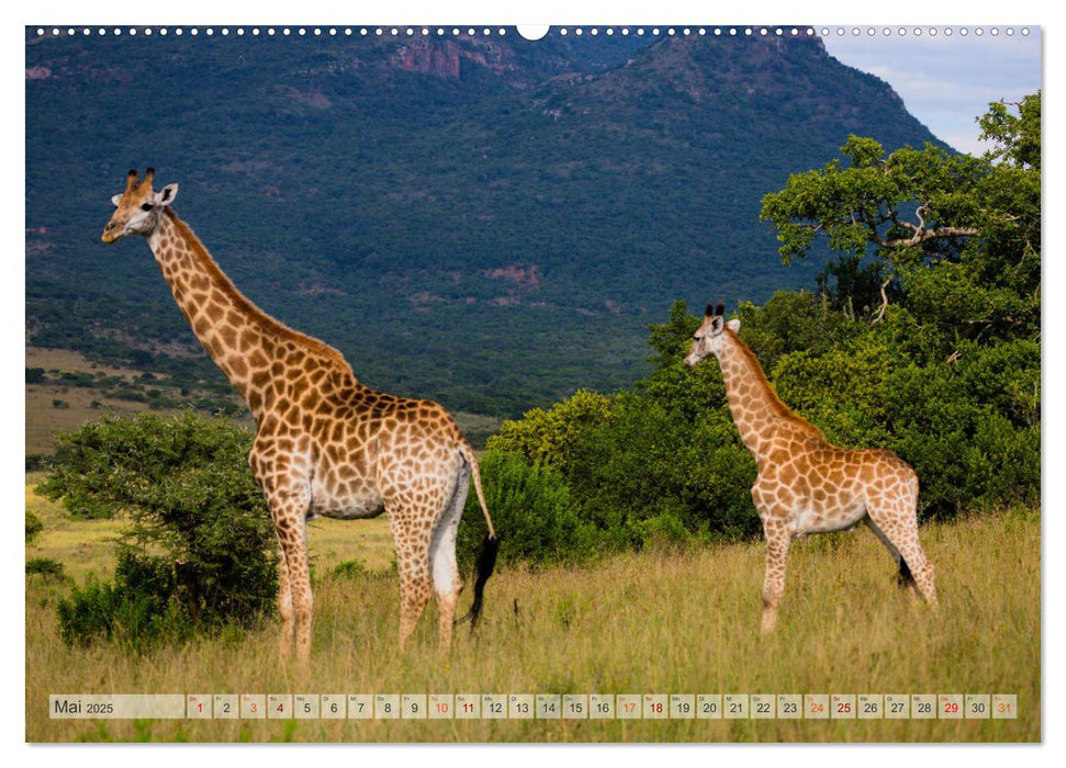 Giraffen - Tiere mit dem einzigartigen Hoch- und Weitblick (CALVENDO Premium Wandkalender 2025)