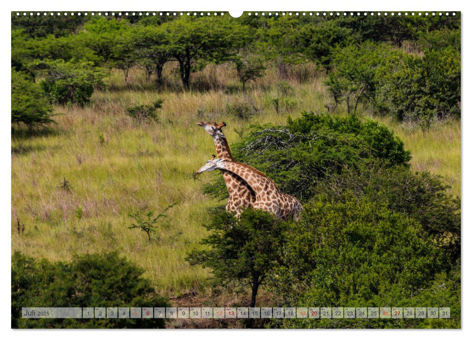 Giraffen - Tiere mit dem einzigartigen Hoch- und Weitblick (CALVENDO Premium Wandkalender 2025)