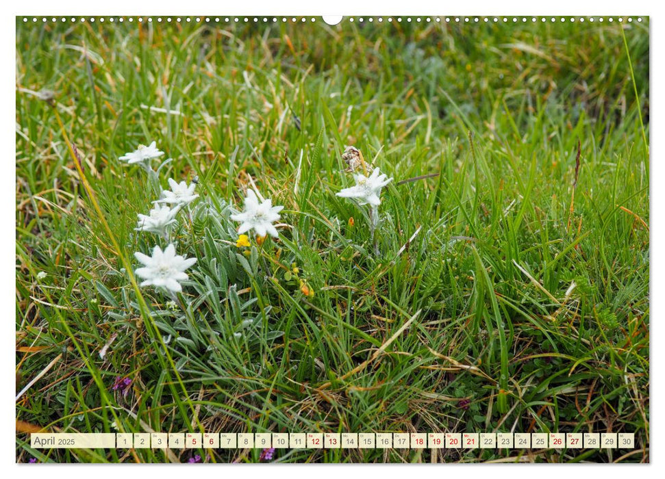 Edelweiß - Wahrzeichen der Alpen (CALVENDO Wandkalender 2025)