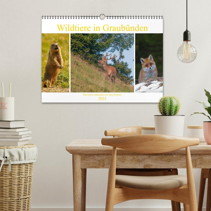 Wildtiere in Graubünden. Die Natur entdecken mit Jürg Plattner (CALVENDO Wandkalender 2025)