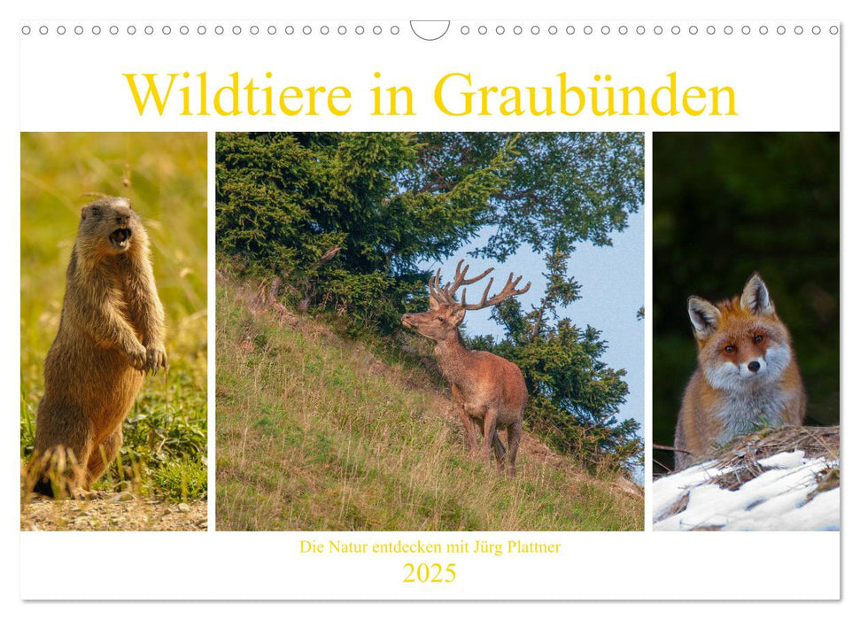 Wildtiere in Graubünden. Die Natur entdecken mit Jürg Plattner (CALVENDO Wandkalender 2025)