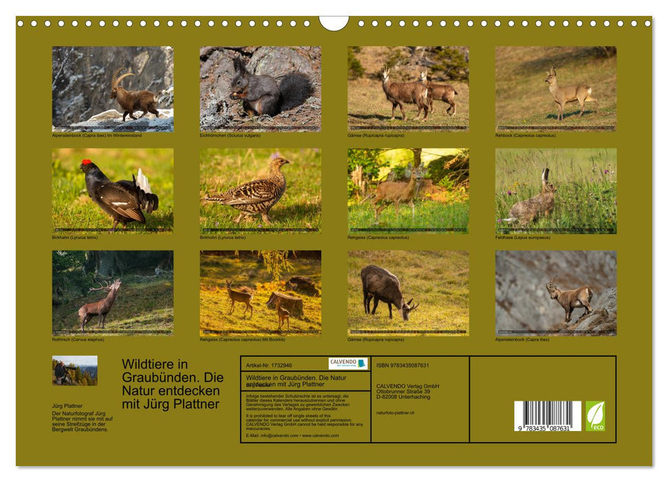 Wildtiere in Graubünden. Die Natur entdecken mit Jürg Plattner (CALVENDO Wandkalender 2025)