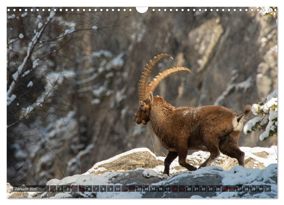 Wildtiere in Graubünden. Die Natur entdecken mit Jürg Plattner (CALVENDO Wandkalender 2025)