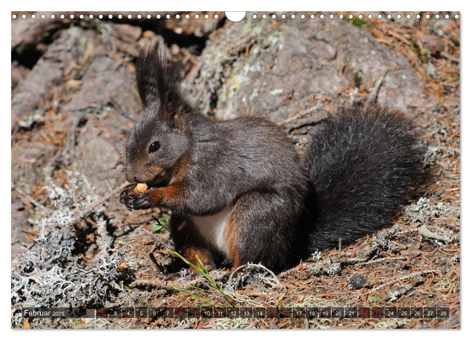 Wildtiere in Graubünden. Die Natur entdecken mit Jürg Plattner (CALVENDO Wandkalender 2025)