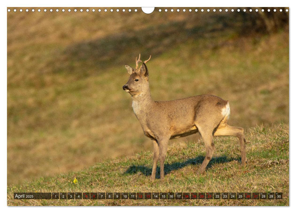 Wildtiere in Graubünden. Die Natur entdecken mit Jürg Plattner (CALVENDO Wandkalender 2025)